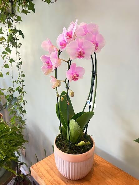 Foto do produto Encantadora Orquídea