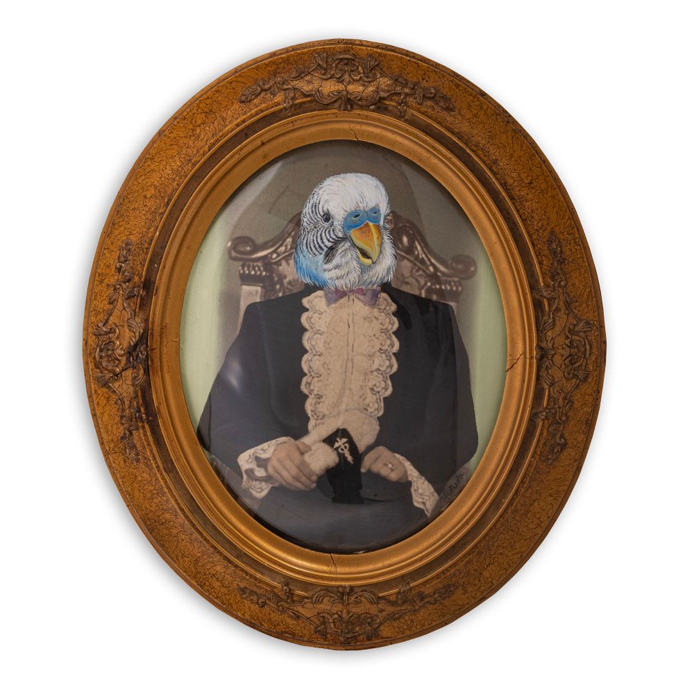 Quadro Doctor Periquito