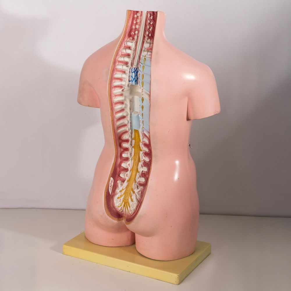 Tronco anatomia 1960