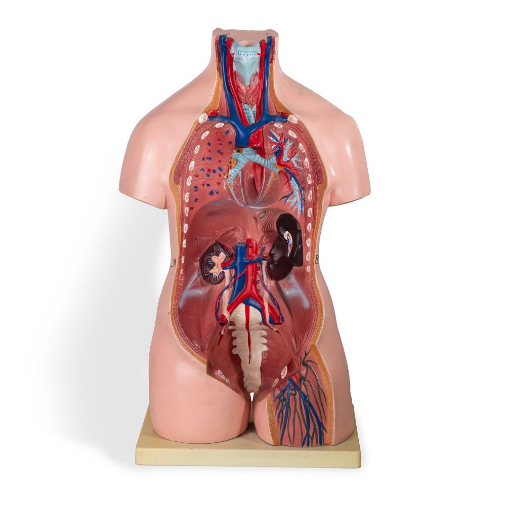 Tronco anatomia 1960