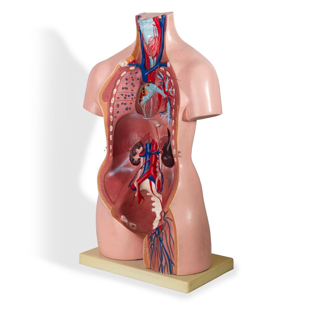 Tronco anatomia 1960