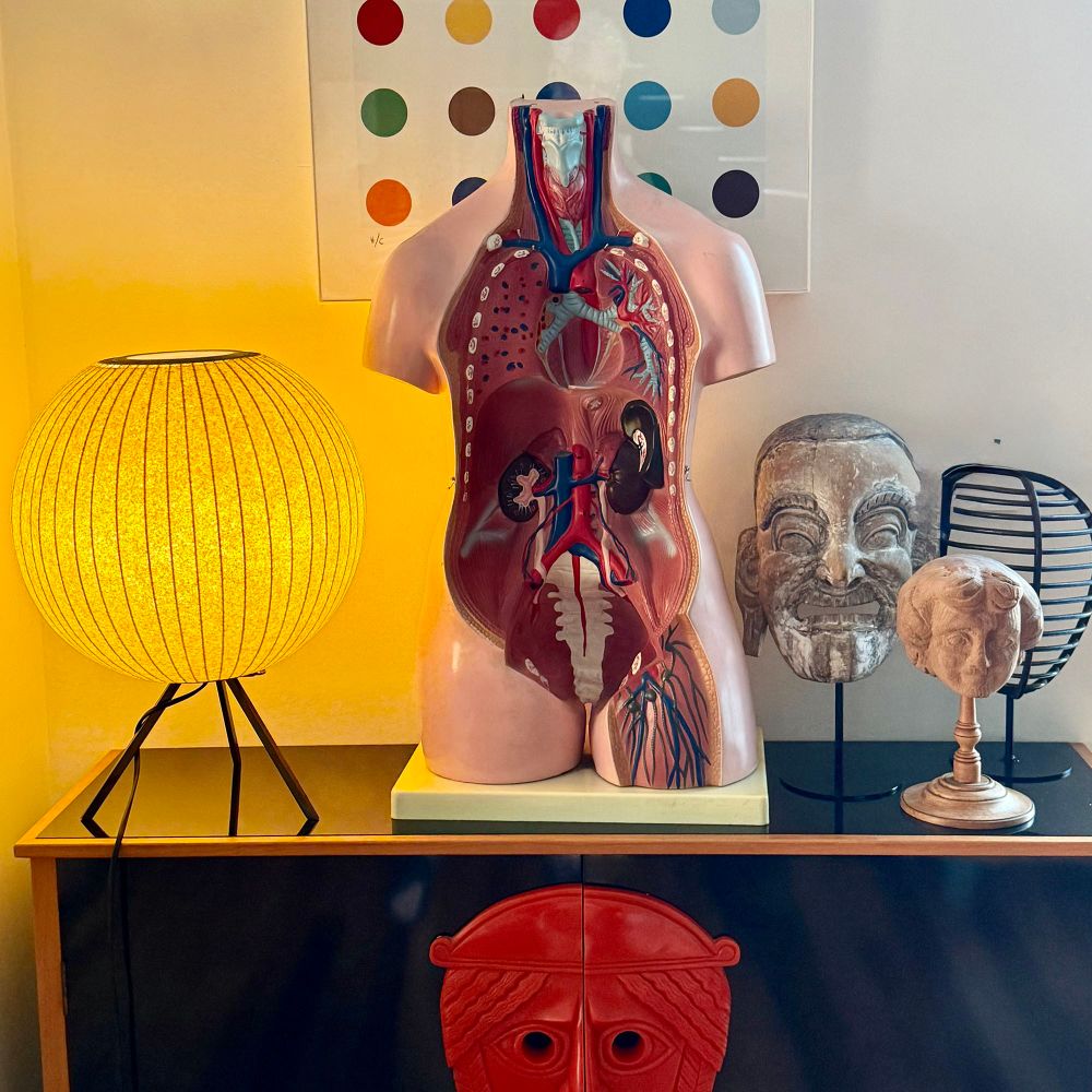Tronco anatomia 1960