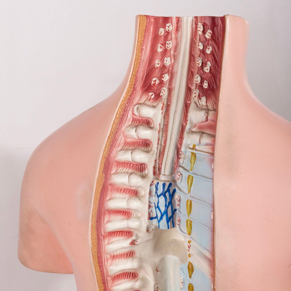 Tronco anatomia 1960