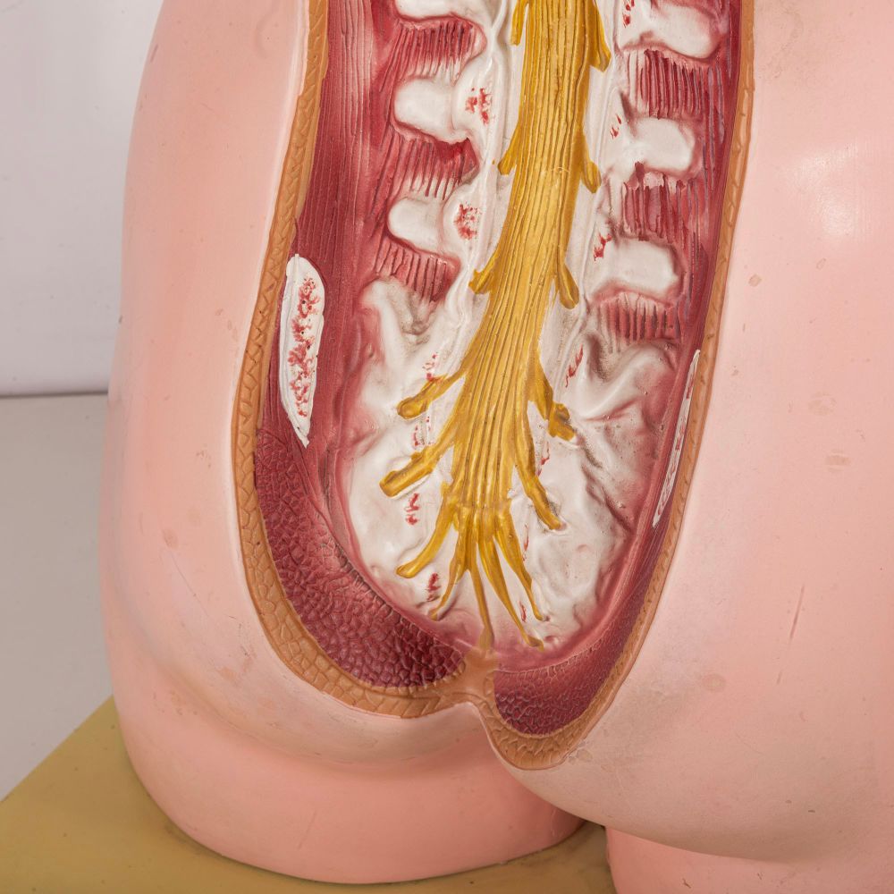 Tronco anatomia 1960