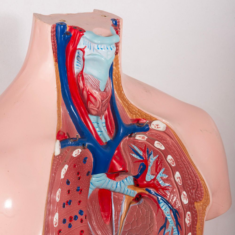 Tronco anatomia 1960