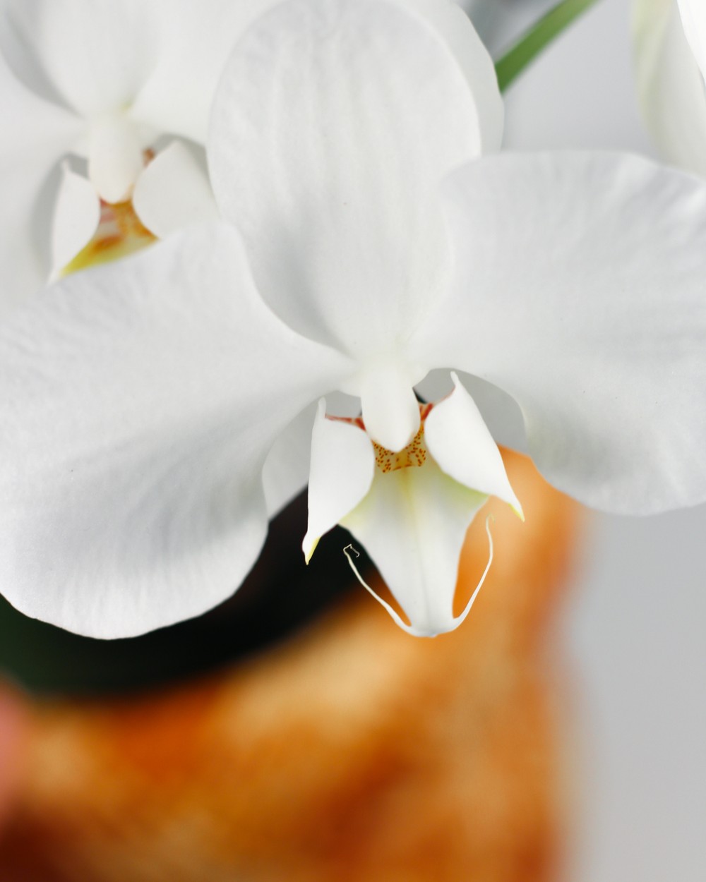 Orquídea Branca Cesto Indígena