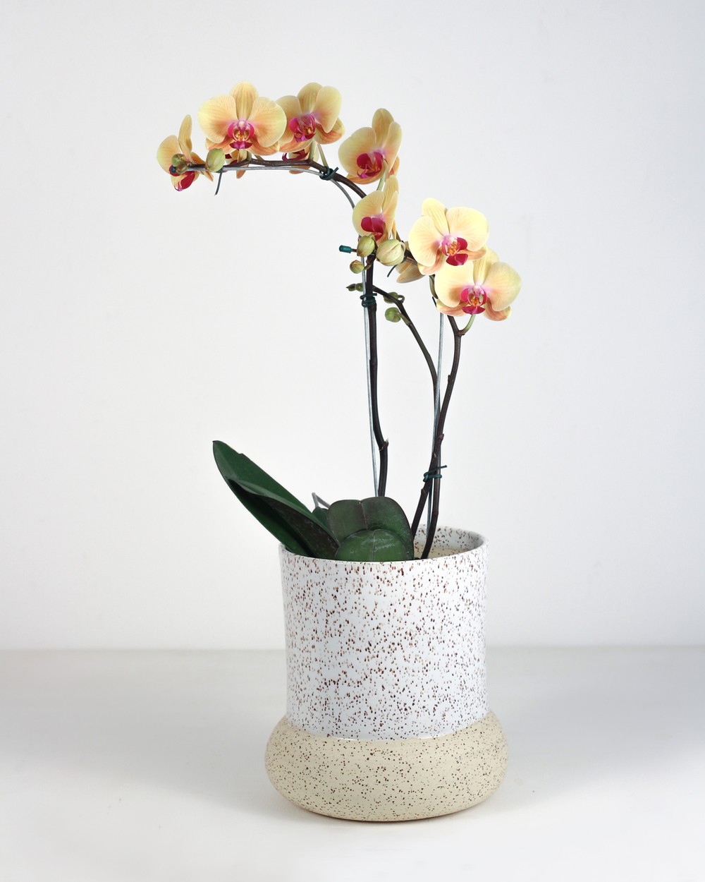 Orquídea Branca Vaso Cerâmica