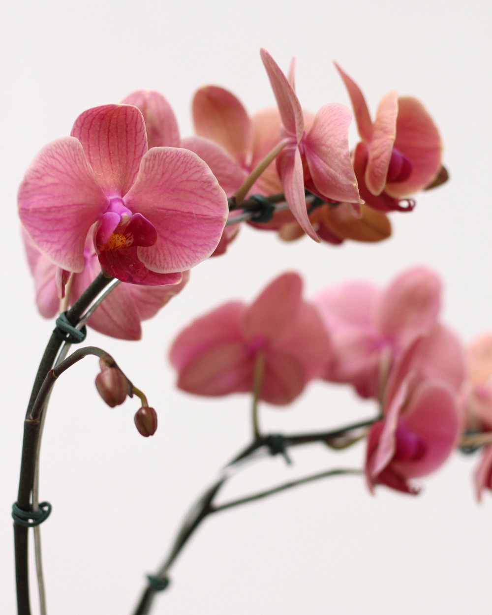 Orquídea Phalaenopsis Cálice Alto