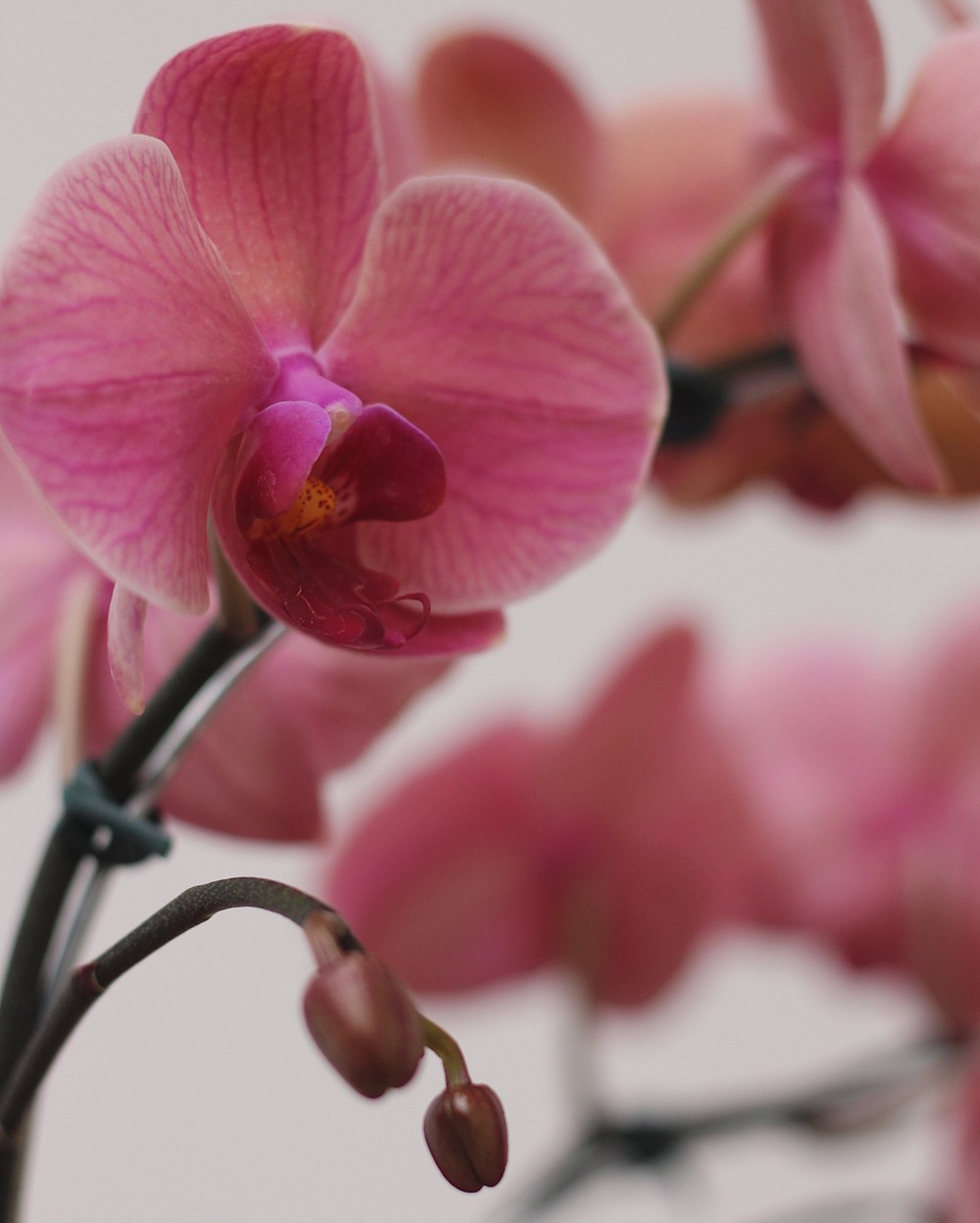 Orquídea Phalaenopsis Variada