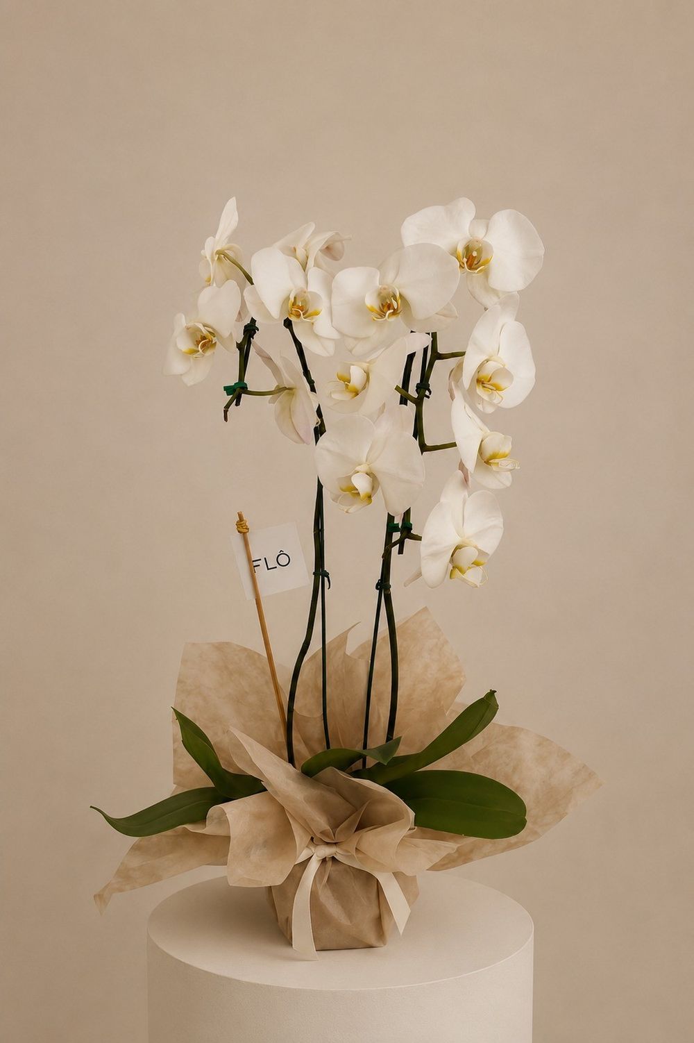 Orquídea Phalaenopsis Variada -  2 Hastes