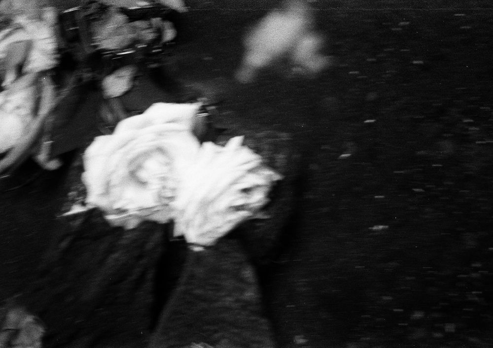 rosa