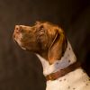 Coleira Canina - Tan
