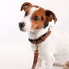 Coleira Canina - Tan