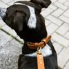 Coleira Canina - Tan