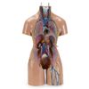 Torso Feminino ANATOMIA