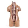 Torso Feminino ANATOMIA