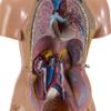 Torso Feminino ANATOMIA