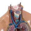 Torso Feminino ANATOMIA