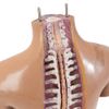 Torso Feminino ANATOMIA