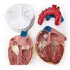 Coração ANATOMIA