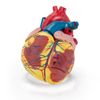 Coração ANATOMIA
