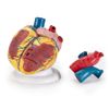 Coração ANATOMIA
