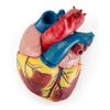 Coração ANATOMIA