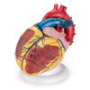 Coração ANATOMIA