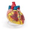 Coração ANATOMIA
