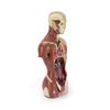 Torso ANATOMIA 2