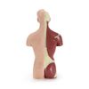 Torso ANATOMIA 2