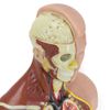 Torso ANATOMIA 2