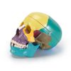 Crânio ANATOMIA