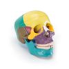 Crânio ANATOMIA