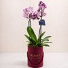 Orquídea Essence Floët
