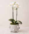 Orquídea Lumière