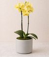 Orquídea Lumière