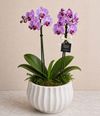 Orquídea Lumière
