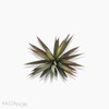 Suculento Aloe Pick Artificial (9921)