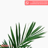 Planta Palmeira Kenita Artificial - Verde (9854)