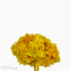 Flor de Hortência Seca - Amarelo (01201512)