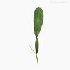Folha com Raiz Artificial - Verde (4026)