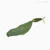Folha com Raiz Artificial - Verde (4026)