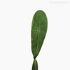 Folha com Raiz Artificial - Verde (4026)