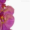 Galho Orquídea Artificial - Rosa (012836)