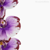 Galho Orquídea Artificial - Roxo (012835)