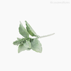 Galho Folha Peixinho-da-Horta Rabbit Ear Artificial - Verde Claro (11880)