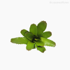 Bromélia Artificial - Verde Escuro (11895)