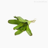Bromélia Artificial - Verde Escuro (11895)