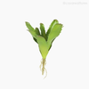 Bromélia Artificial - Verde Escuro (11895)